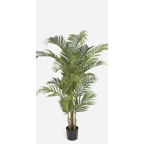 Kentia palme H110 cm 