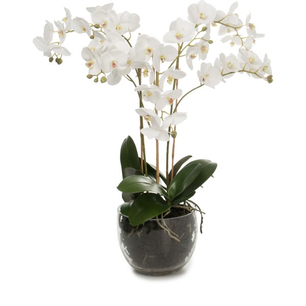 Orkidé i glasskål, vit. H 70 cm