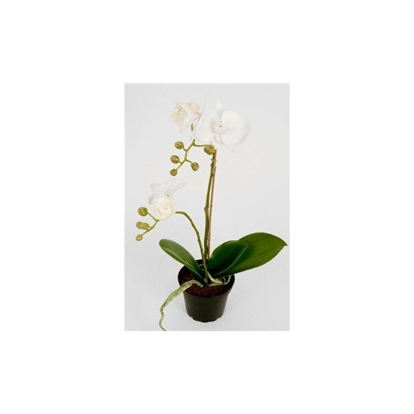 Orkidé, vit H 45 cm