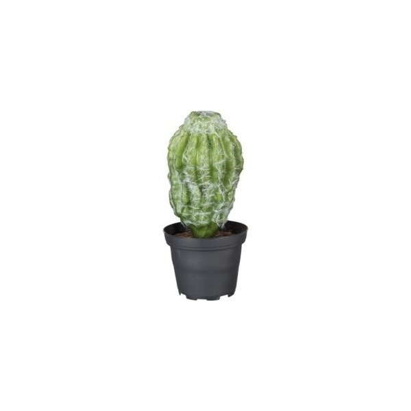 Kaktus, grön, 18 cm