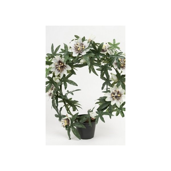 Passiflora, hvid, 40cm