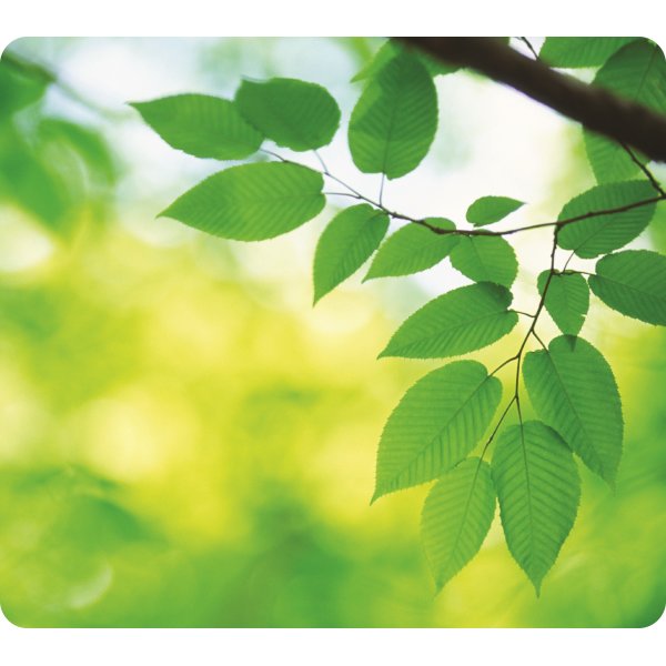Musmatta Fellowes Earth Series Bladmotiv