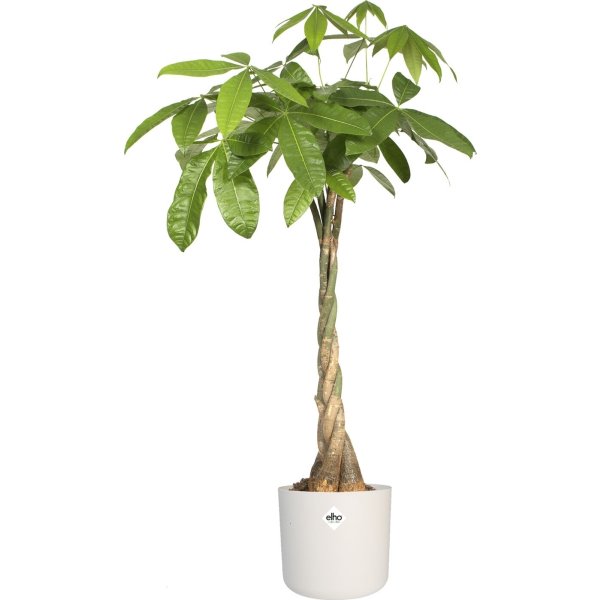 Elho B.for Soft Blomsterkruka, 18 cm, white