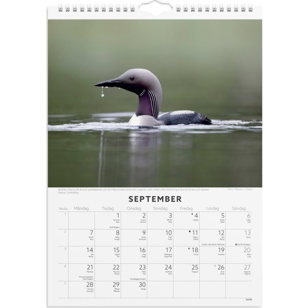 Burde 2026 Väggkalender, Fåglar