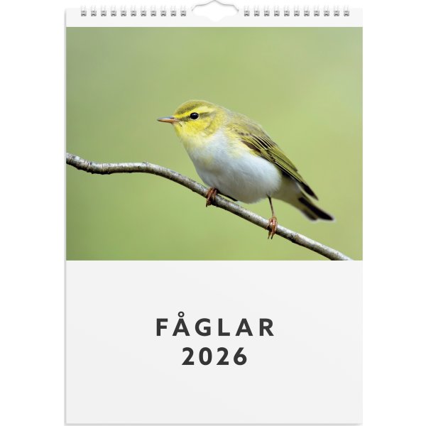 Burde 2026 Väggkalender, Fåglar