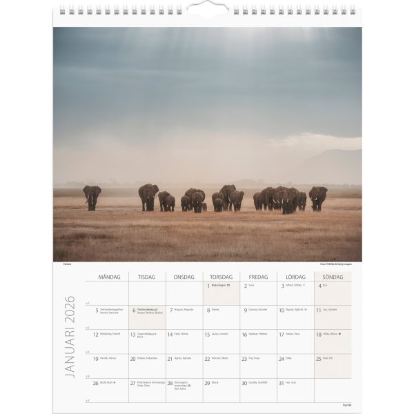Burde 2026 Väggkalender, Savannen