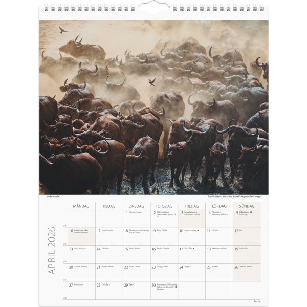 Burde 2026 Väggkalender, Savannen