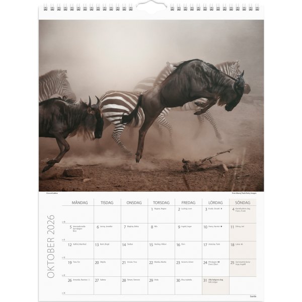 Burde 2026 Väggkalender, Savannen