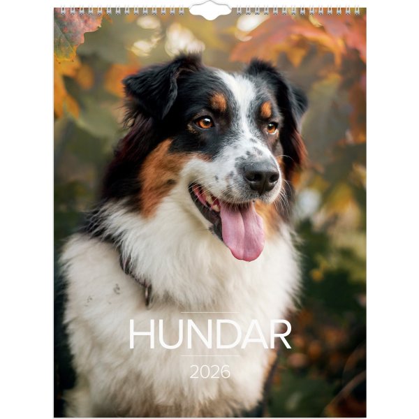Burde 2026 Väggkalender, Stora Hundkalendern