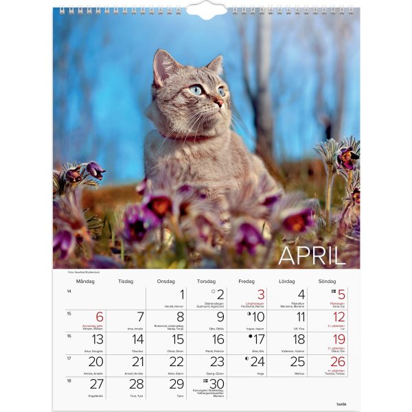 Burde 2026 Väggkalender, Stora Kattkalendern
