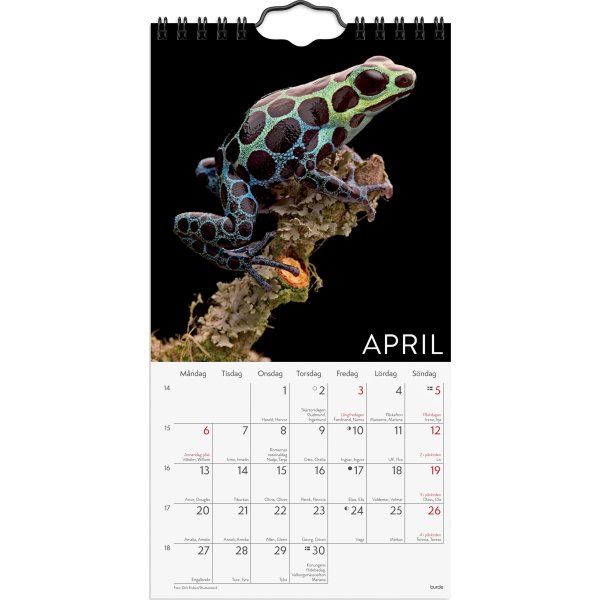 Burde 2026 Väggkalender. Wild Animals