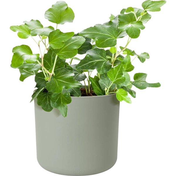 Elho B.for Soft Blomkruka, 16 cm, stone green