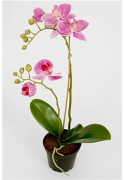 Orkidé lila H 40 cm