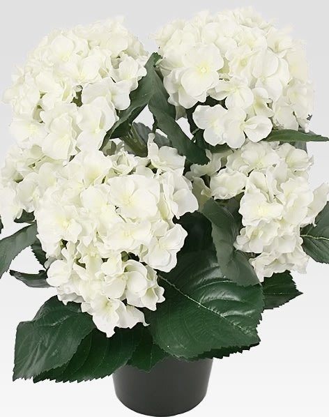 Hortensia 35 cm, vit