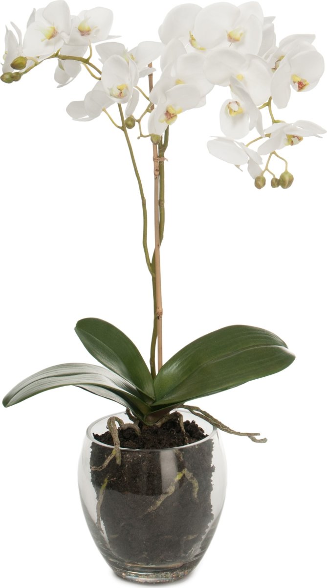 Orkidé i glasskål, vit. H 65 cm