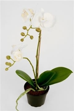 Orkidé, vit H 45 cm