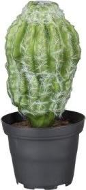 Kaktus, grön, 18 cm