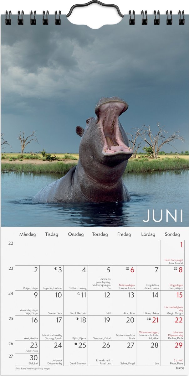 Burde 2025 Väggkalender, Wild animals