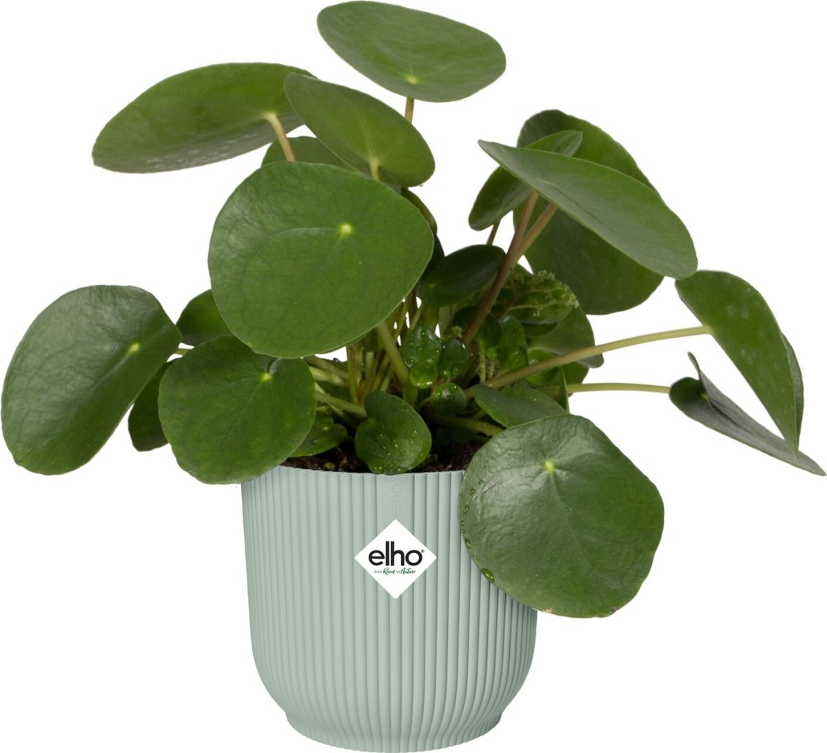 Elho Vibes blomkruka, 18 cm, Sorbert Green