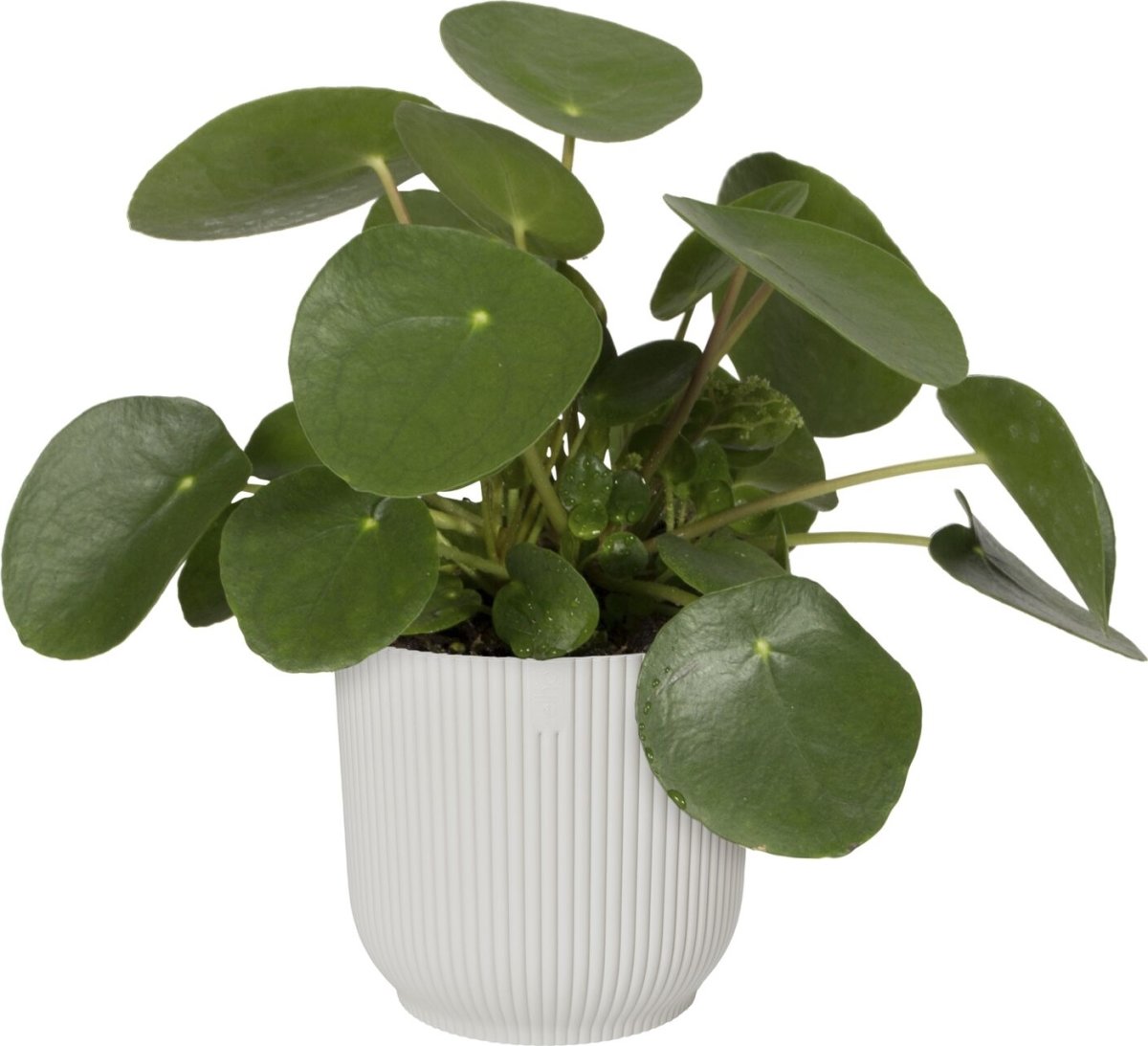 Elho Vibes blomkruka, 18 cm, Silky White