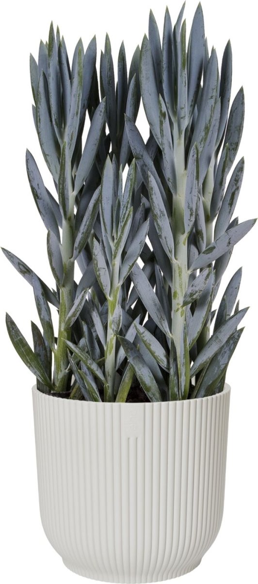 Elho Vibes blomkruka, 18 cm, Silky White