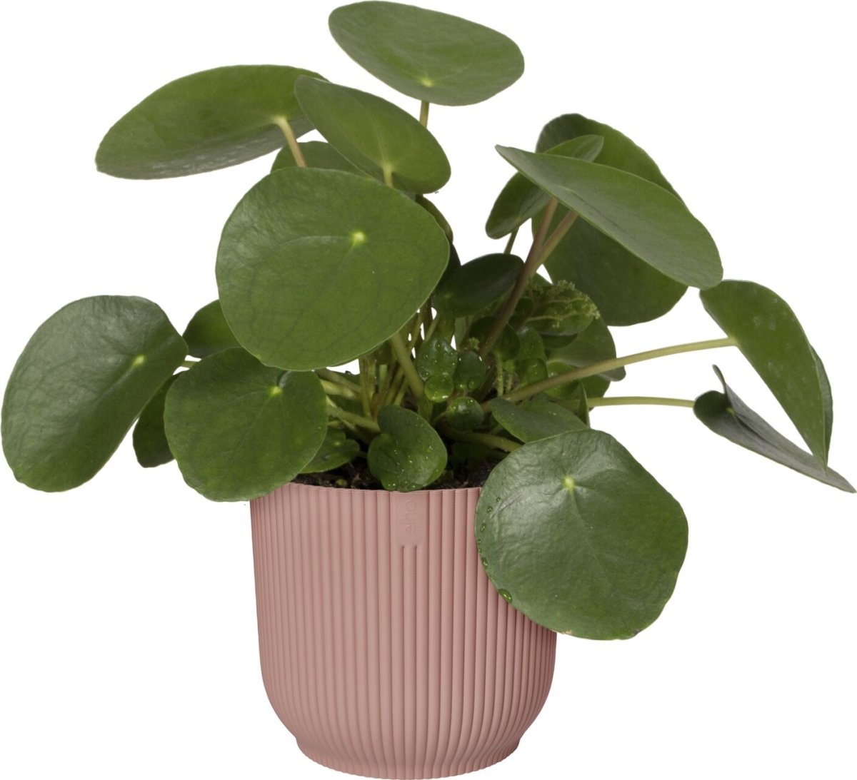 Elho Vibes blomkruka, 22 cm, Delicate Pink