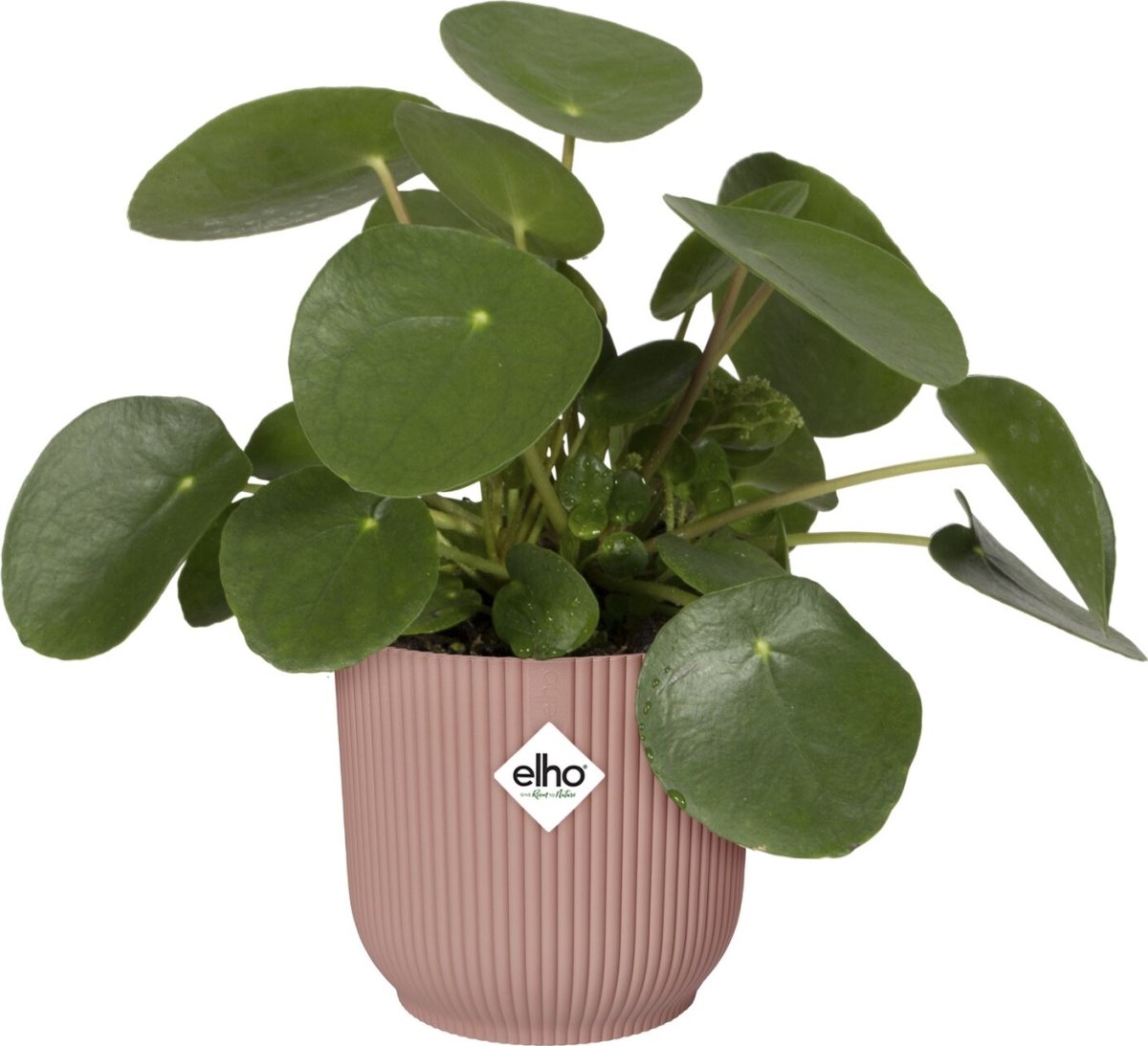 Elho Vibes Blomkruka med hjul, 35 cm, rosa