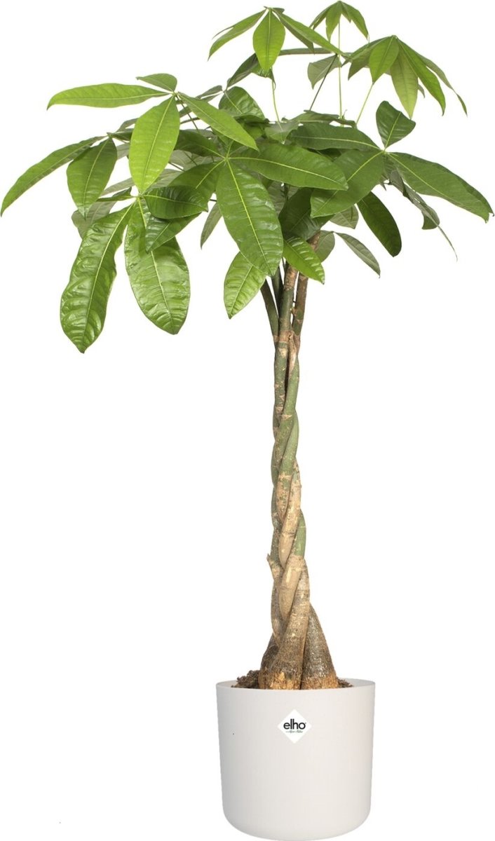 Elho B.for Soft blomkruka, 16 cm, vit