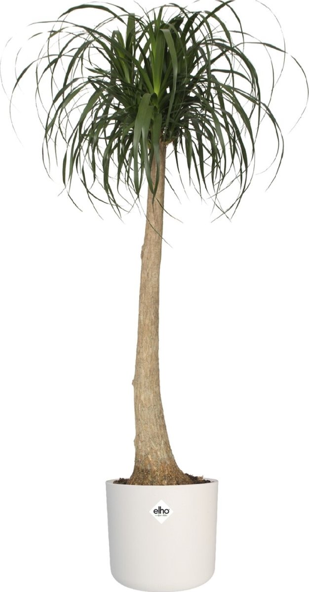 Elho B.for Soft Blomsterkruka, 18 cm, white