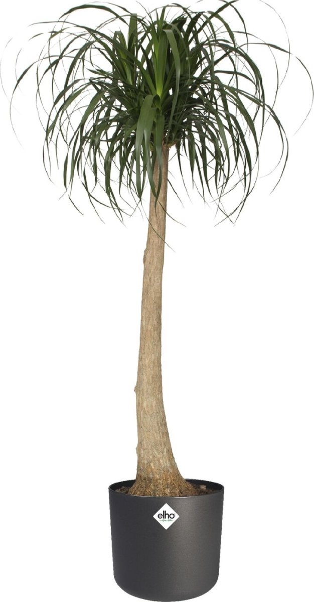 Elho B.for Soft blomkruka, 22 cm, antracit
