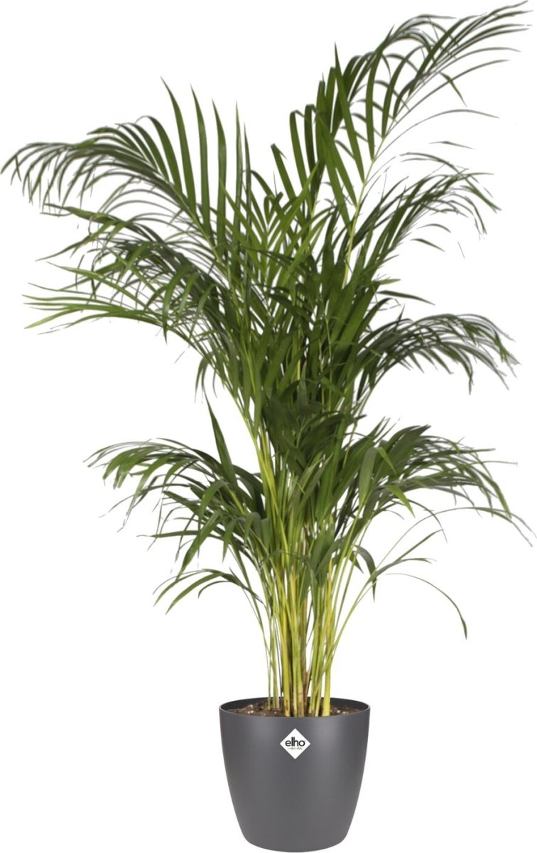 Elho Brussels blomkruka, 20 cm, antracit