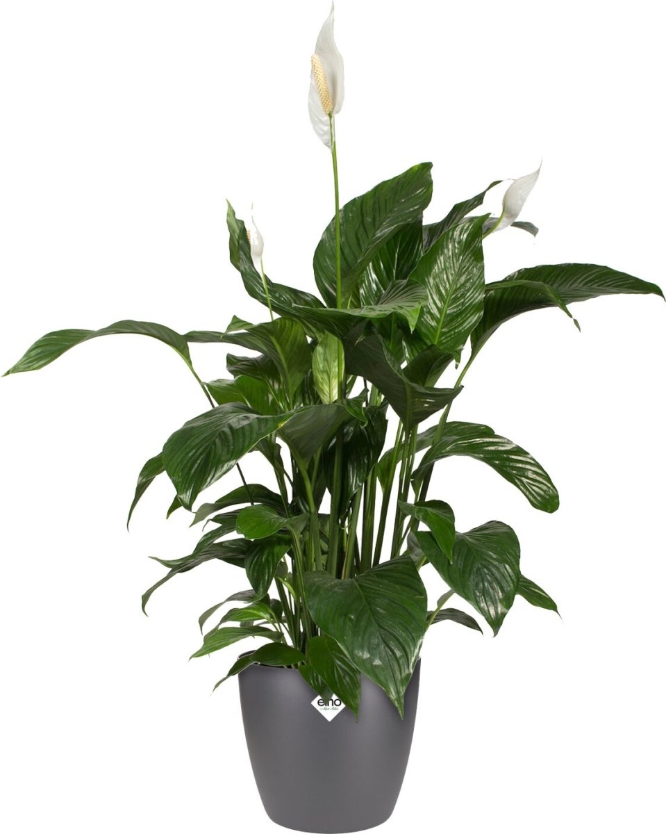 Elho Brussels blomkruka, 20 cm, antracit
