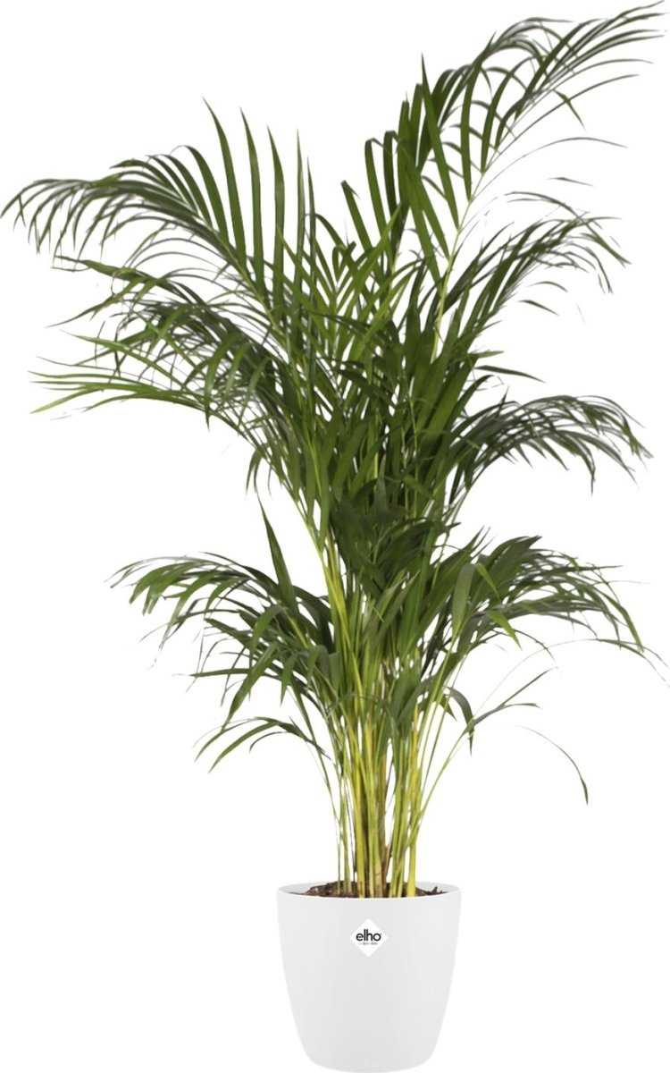 Elho Brysselblomkruka, 24 cm, vit