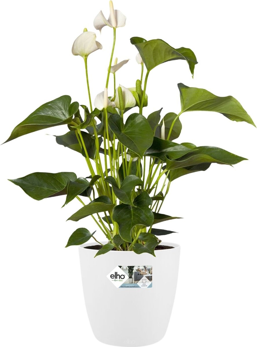 Elho Brysselblomkruka, 24 cm, vit