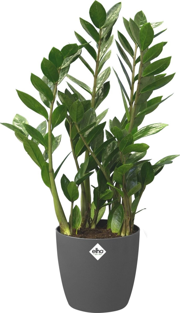 Elho Bryssel blomkruka med hjul, 35cm, antra.