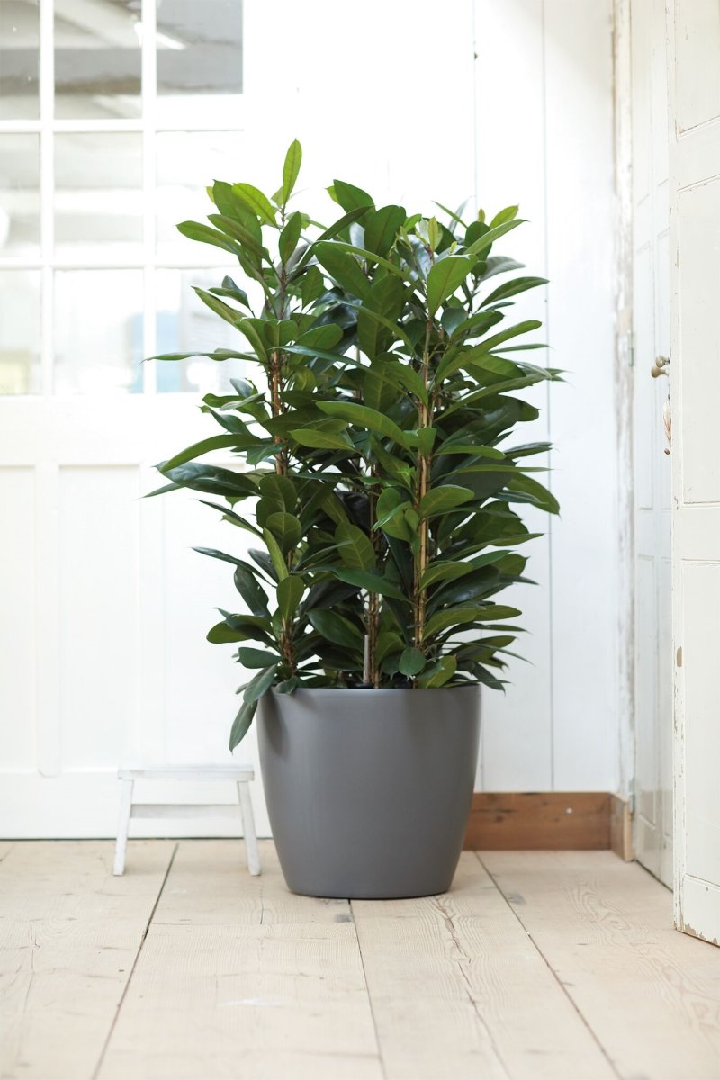 Elho Bryssel blomkruka med hjul, 35cm, antra.
