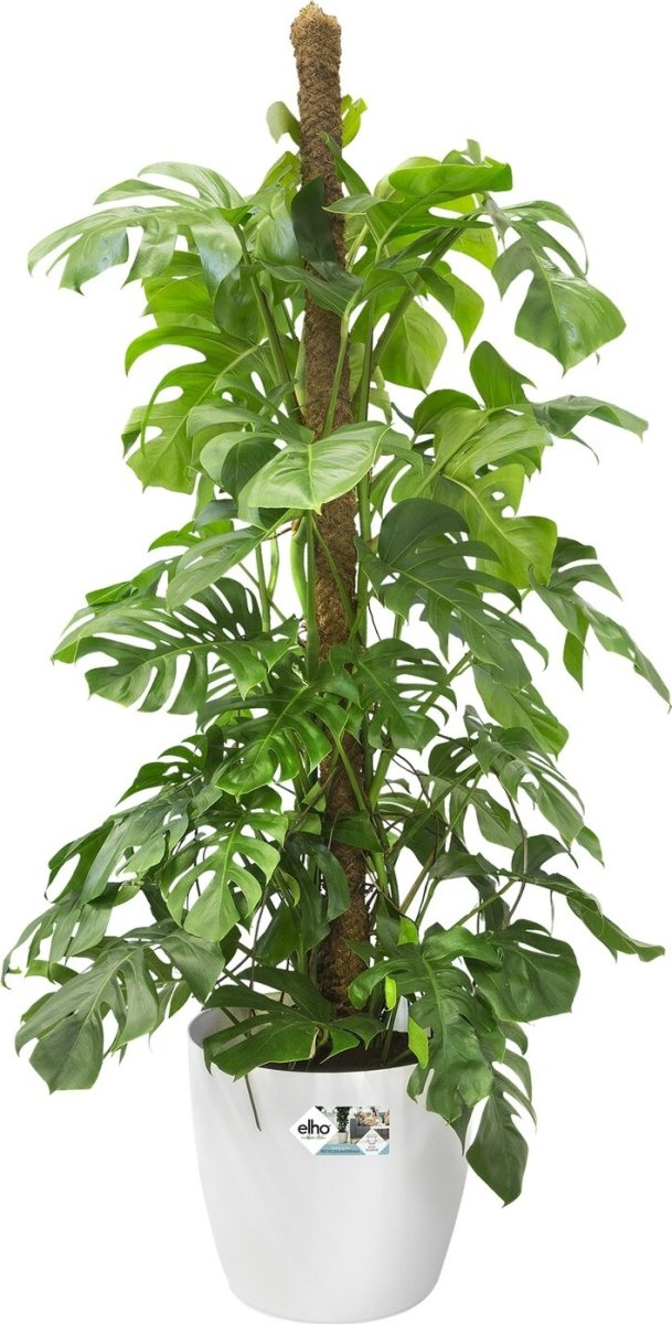 Elho Brussels blomkruka med hjul, 39 cm, vit