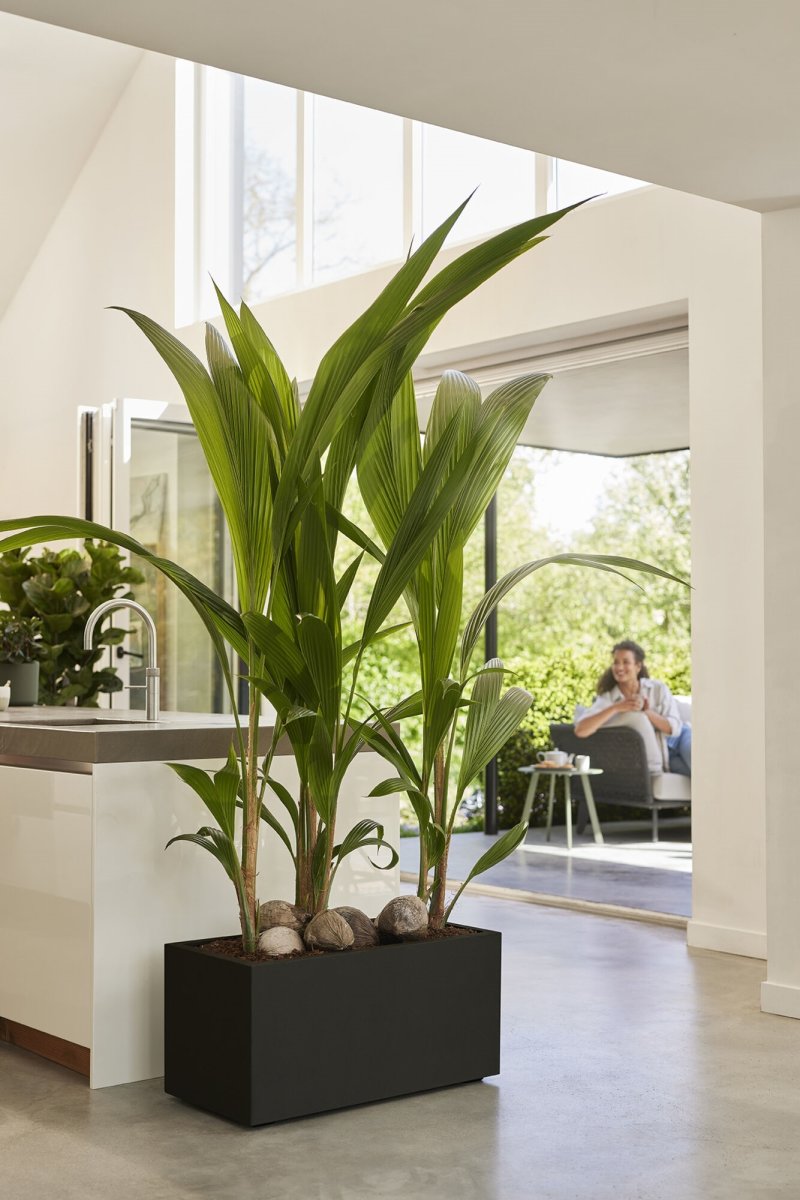Elho Vivo Next Blomkruka, 80x39 cm, svart