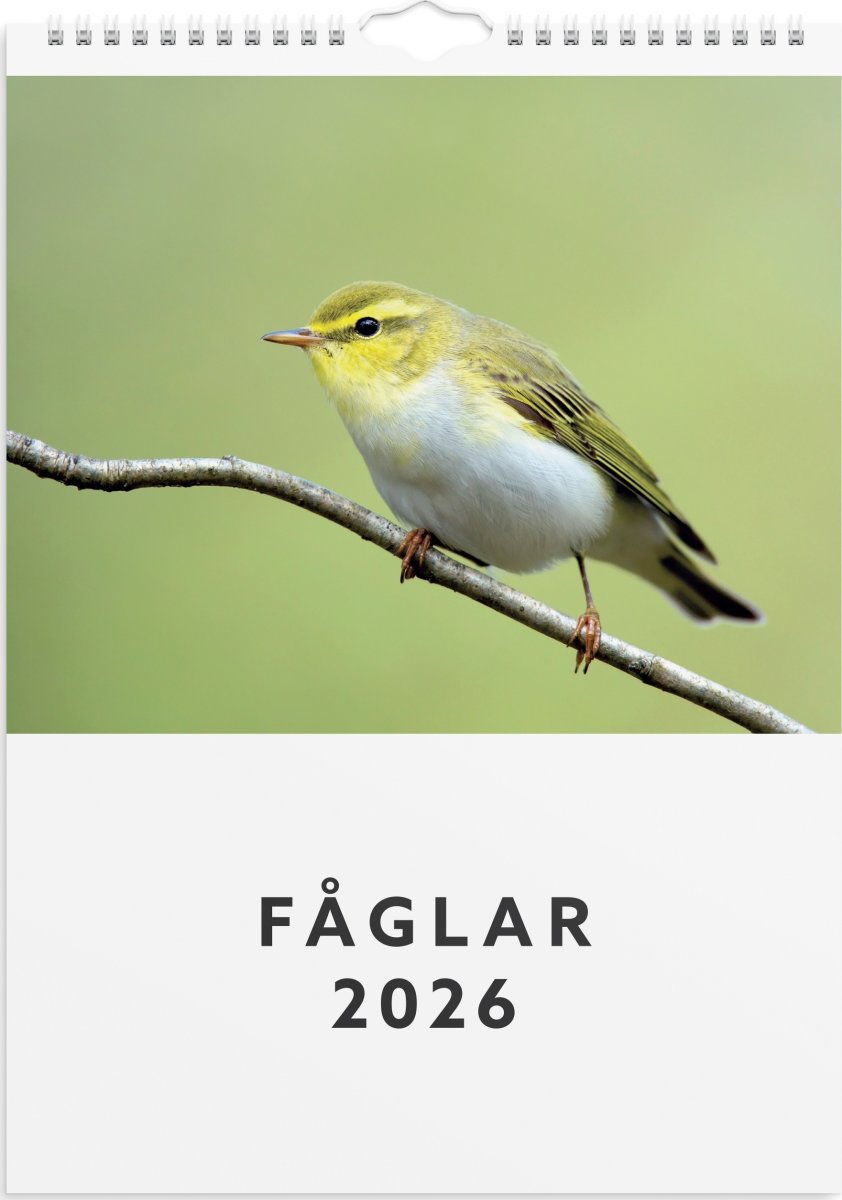 Burde 2026 Väggkalender, Fåglar
