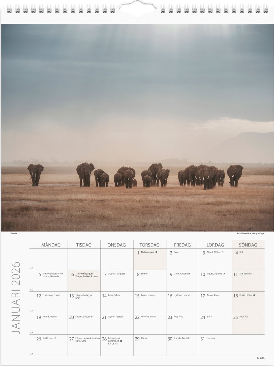 Burde 2026 Väggkalender, Savannen