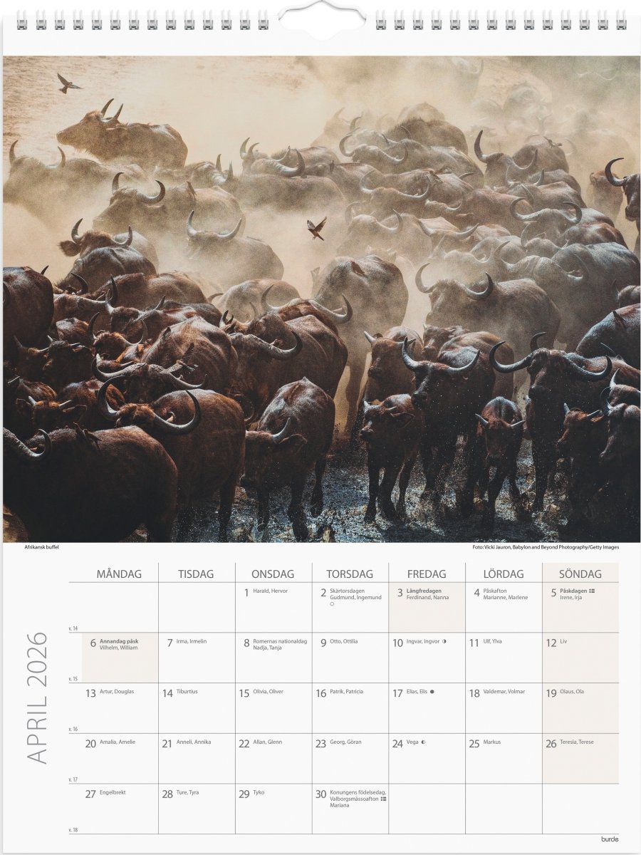 Burde 2026 Väggkalender, Savannen