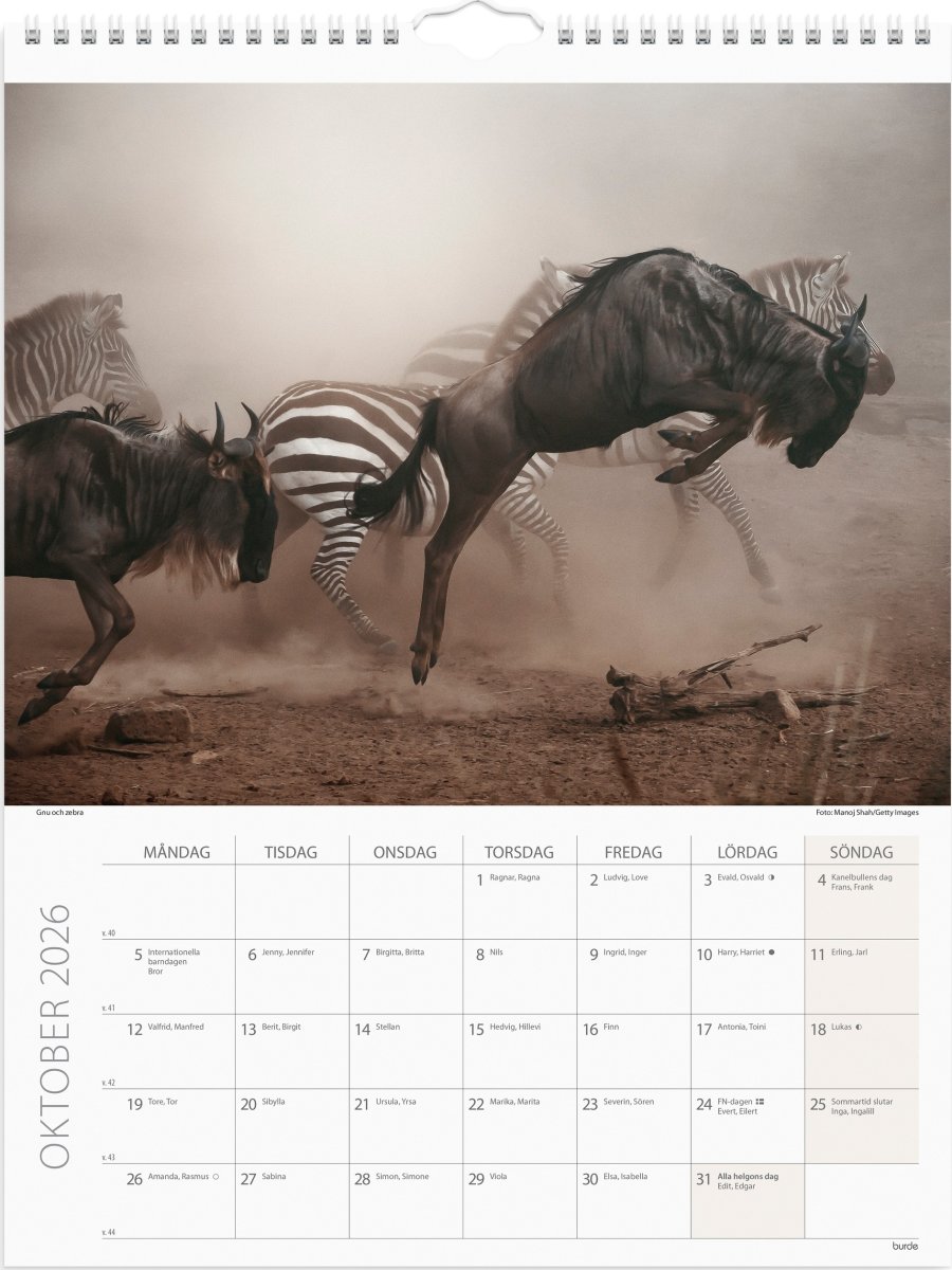 Burde 2026 Väggkalender, Savannen