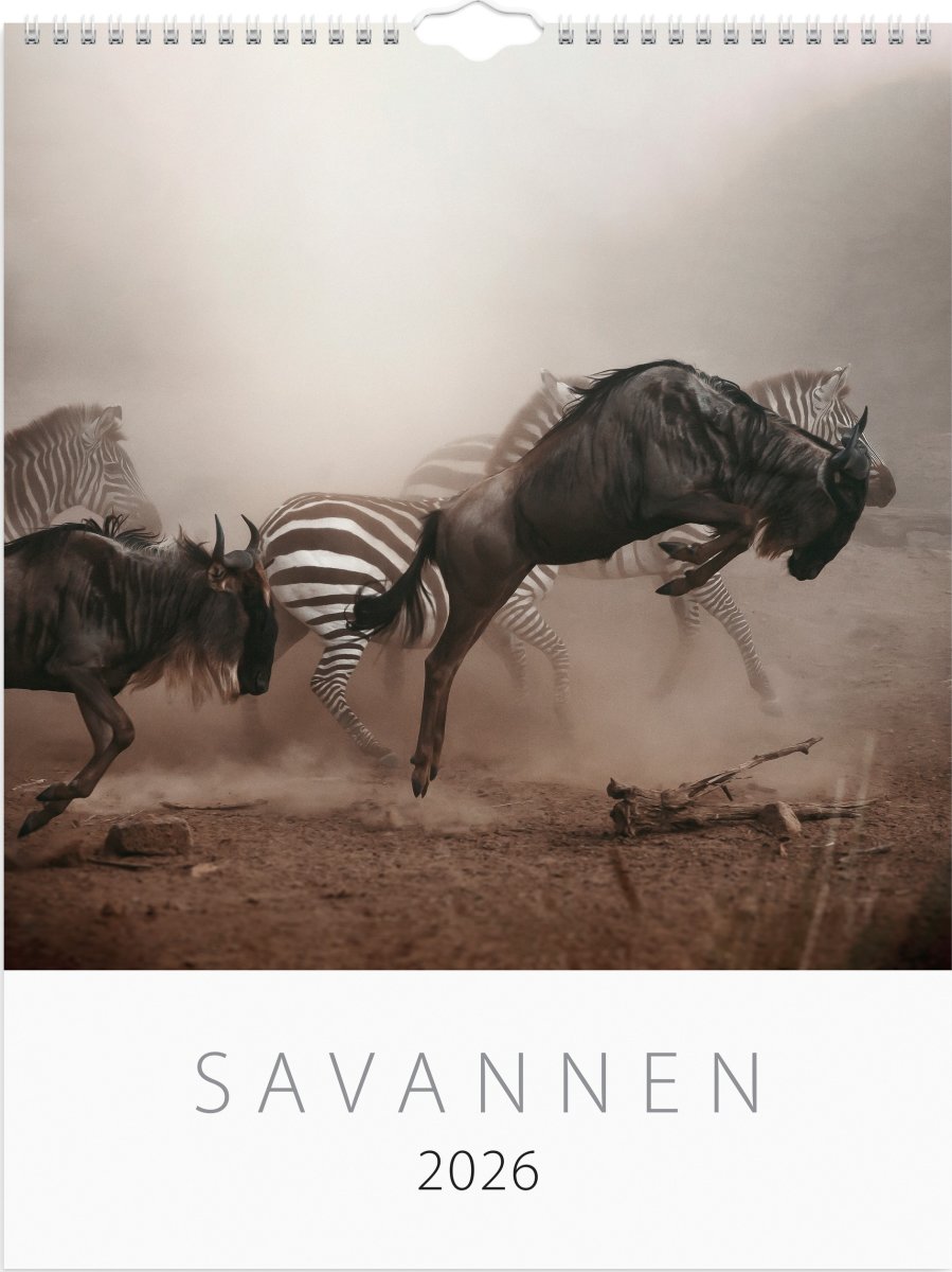 Burde 2026 Väggkalender, Savannen