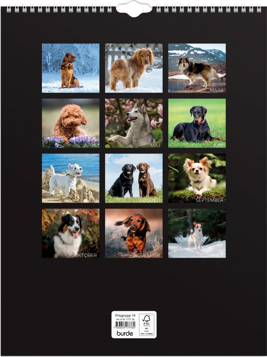 Burde 2026 Väggkalender, Stora Hundkalendern