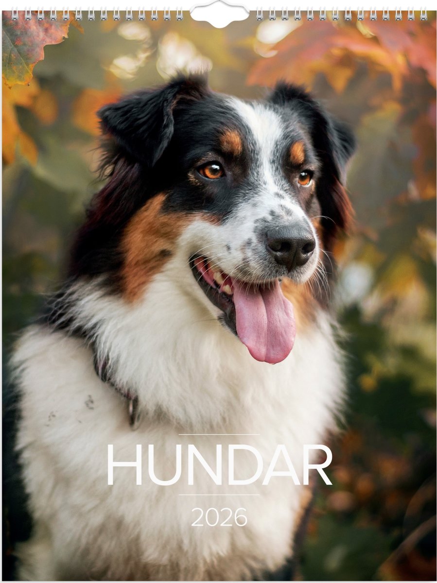 Burde 2026 Väggkalender, Stora Hundkalendern