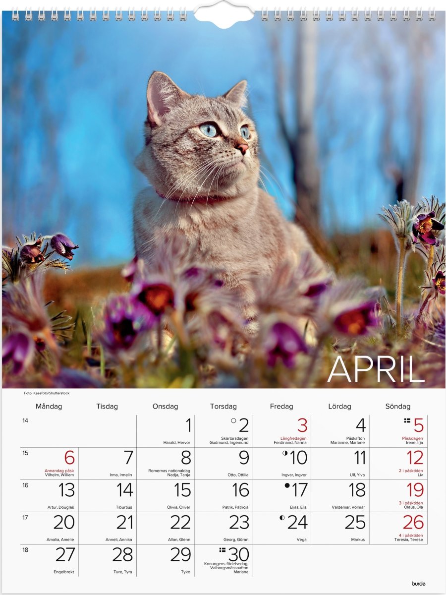 Burde 2026 Väggkalender, Stora Kattkalendern