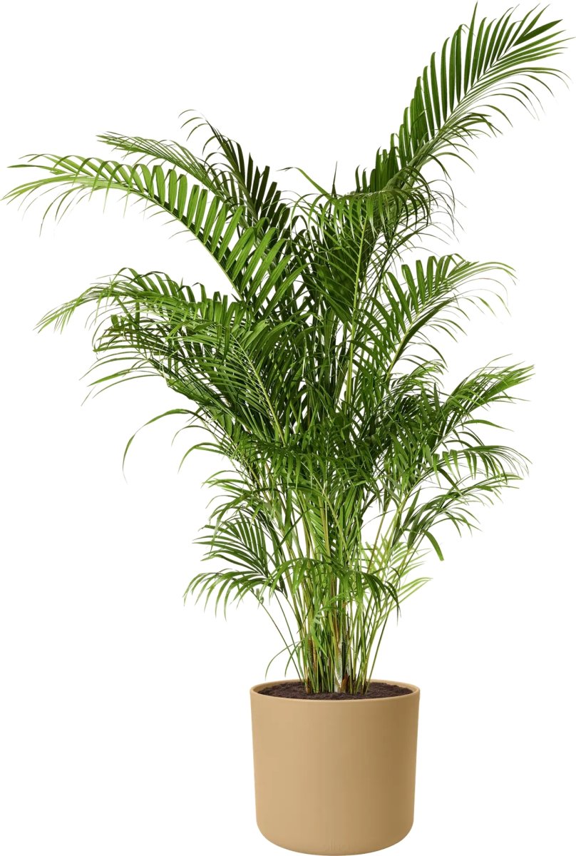 Elho B.for Soft Blomkruka, 18 cm, golden sand