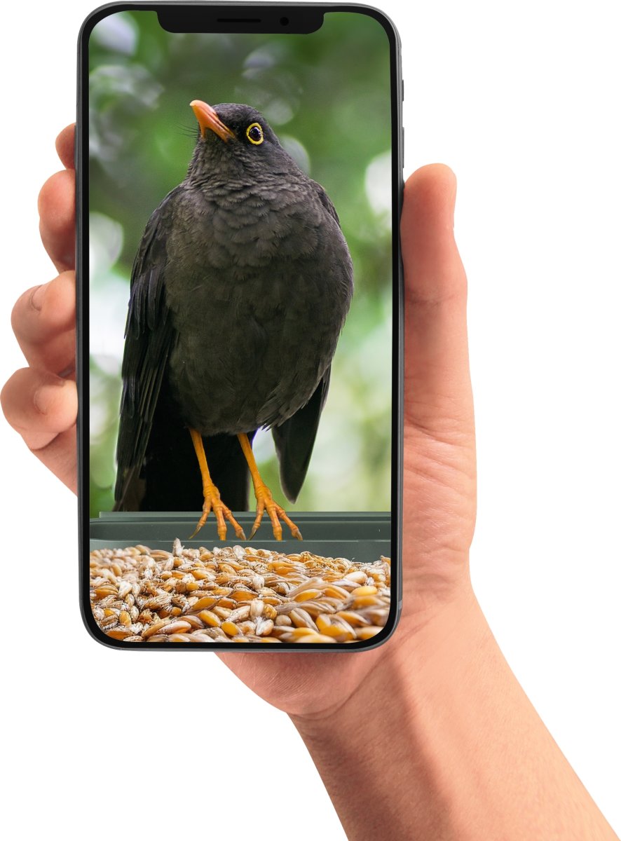 CapableX Fågelbräda med kamera