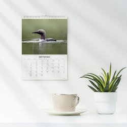 Burde 2026 Väggkalender, Fåglar