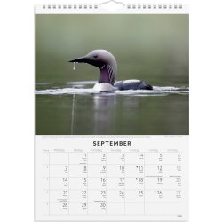 Burde 2026 Väggkalender, Fåglar